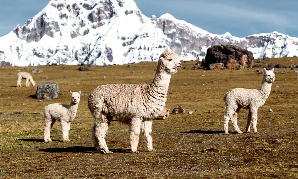 7 Lagunas Ausangate Tour / Full Day