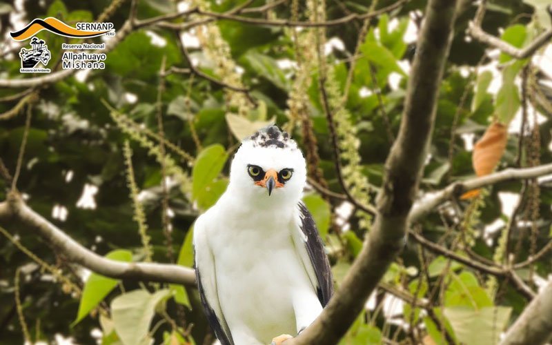 Reserva Nacional Allpahuayo Mishana