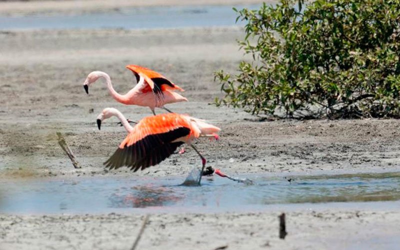 Santuario Nacional los Manglares de Tumbes
