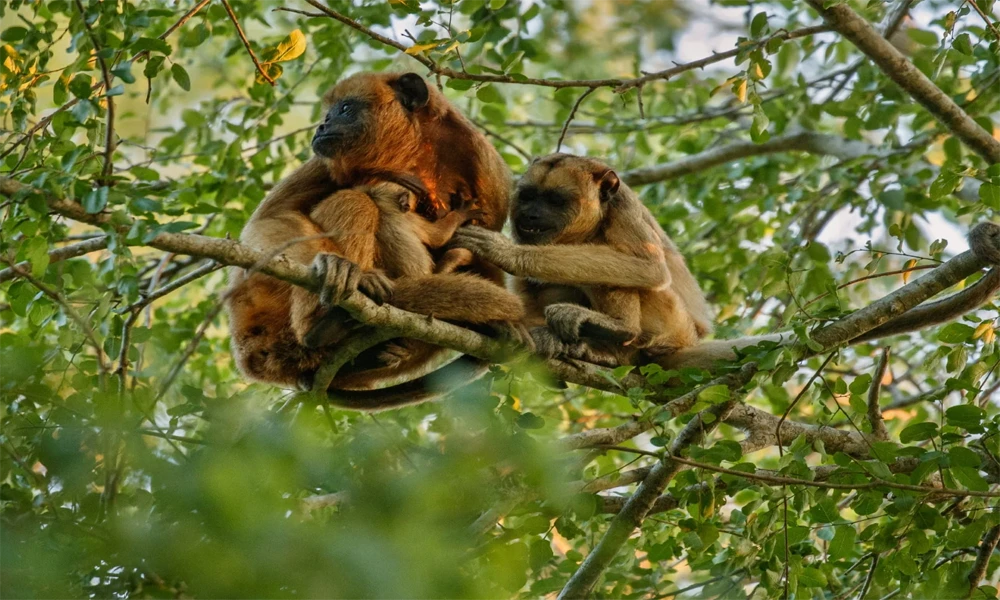 Isla de los Monos & Aventura en Kayak y Tirolina