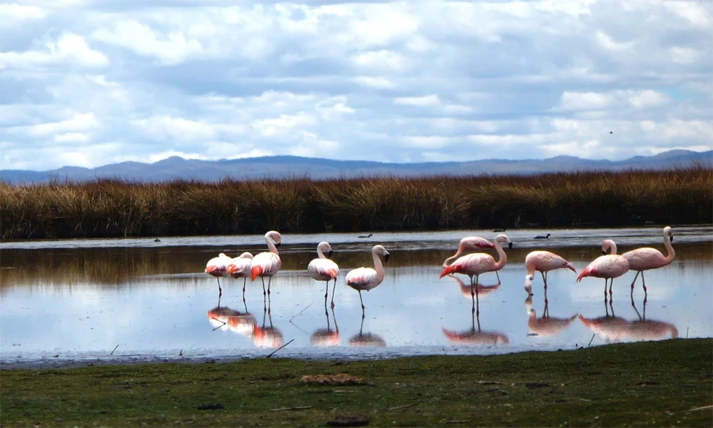 Tour Cañón del Colca desde Arequipa (Full Day)