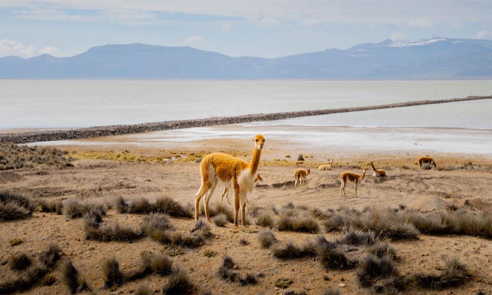 Choqolaqa Ciudad de Piedra | Tour Full Day Arequipa