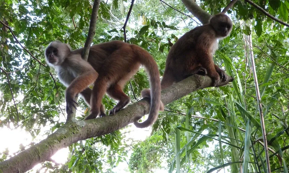 Refugio de Monos y Delfines en el Amazonas