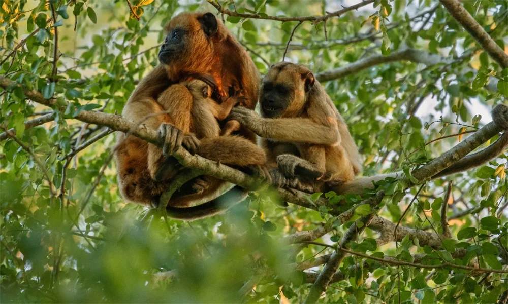 Refugio de Monos y Delfines en el Amazonas