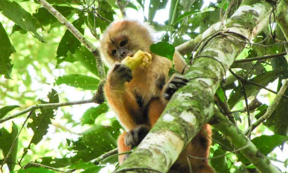 Refugio de Monos y Delfines en el Amazonas