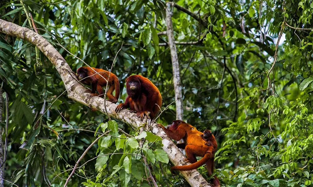 Refugio de Monos y Delfines en el Amazonas