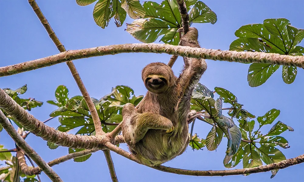 Pacaya Samiria National Reserve – 3D/ 2N