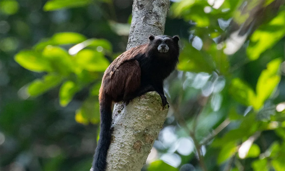 Reserva Nacional Pacaya Samiria – 3D/ 2N
