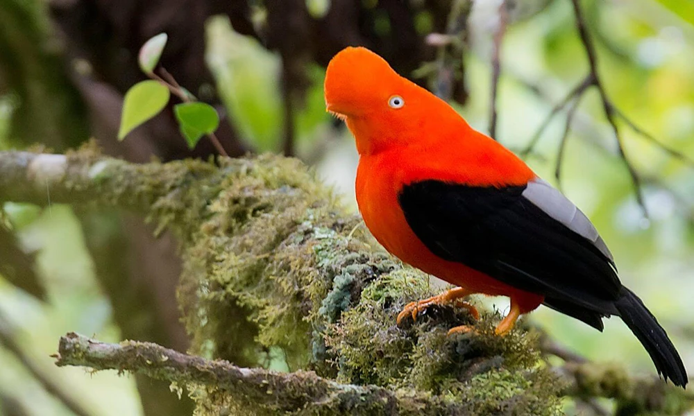 Lek Gallito de las Rocas – Tunkimayo