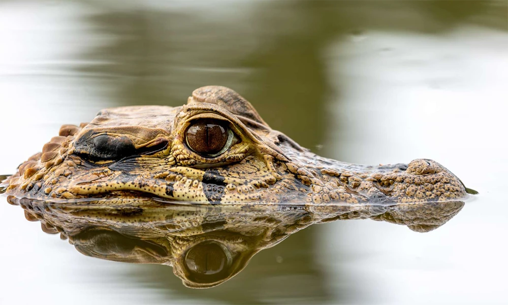 Aventura Amazônica em Tambopata | Excursão de 3 dias e 2 noites