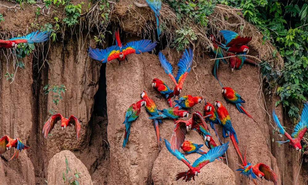 Passeio turístico para observar papagaios em seu barranco de argila no Lago Sandoval.