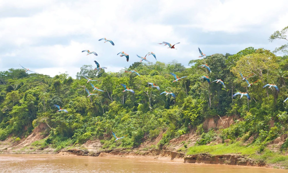 Aventura na Selva de Manu 4D/3N