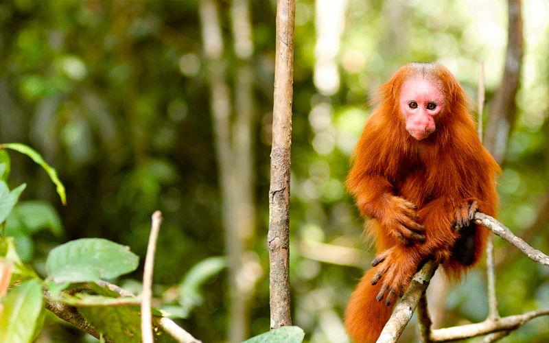 Excursão de 4 dias/3 noites a Puerto Maldonado e ao Lago Yacumama