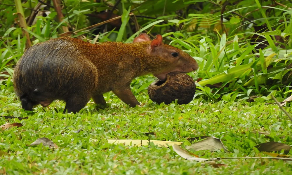 Passeio ao pôr do sol e observação de capivaras