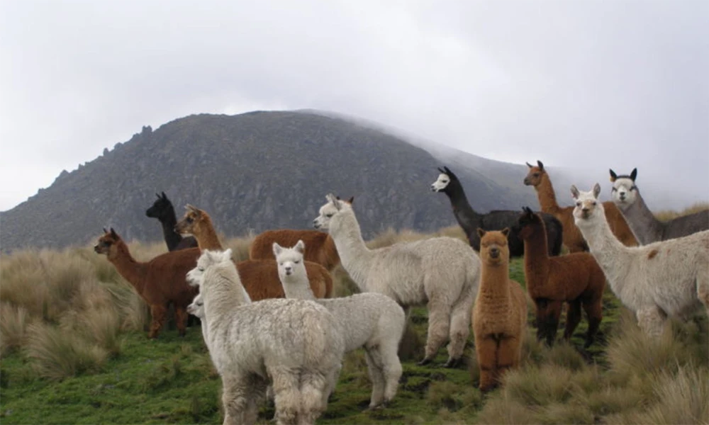 Andean Connection Ritual with Alpacas