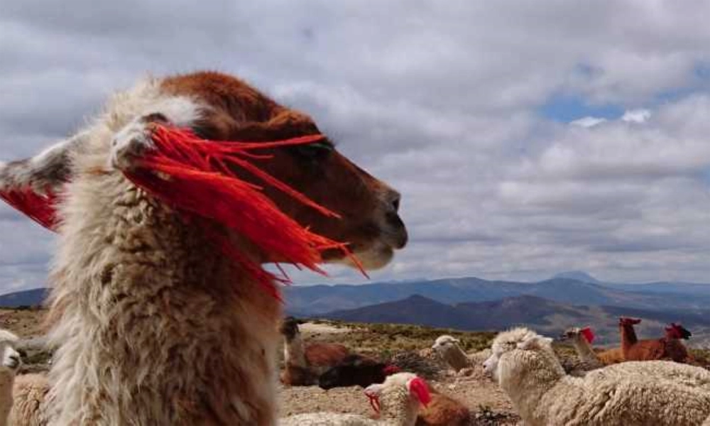 Andean Connection Ritual with Alpacas