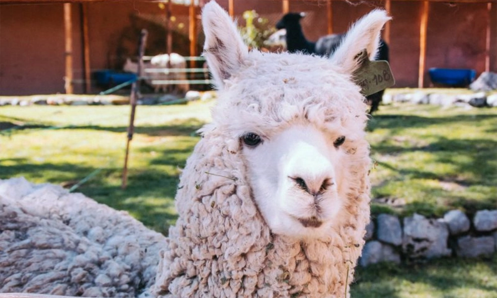 Andean Connection Ritual with Alpacas
