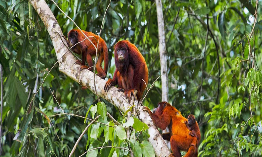 Monkey Island & Kayak and Zipline Adventure