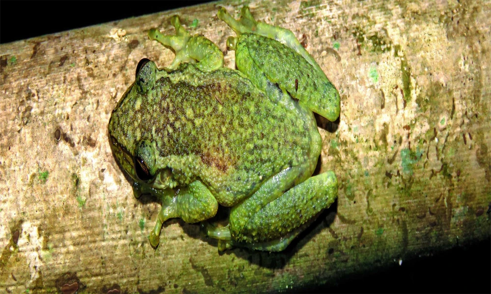 Lago Sandoval: Trekking e aventura na Amazônia