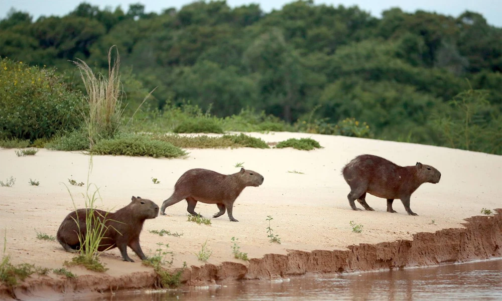 Passeio ao pôr do sol e observação de capivaras