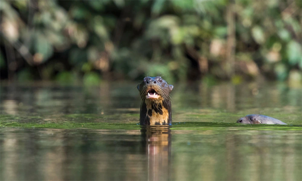 Excursão ao Lago Sandoval (2 dias/1 noite)