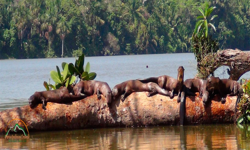 Lago Sandoval: Trekking e aventura na Amazônia