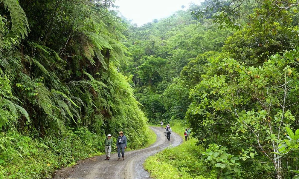 Manu Rainforest Tour 3 Days | Nature and Biodiversity
