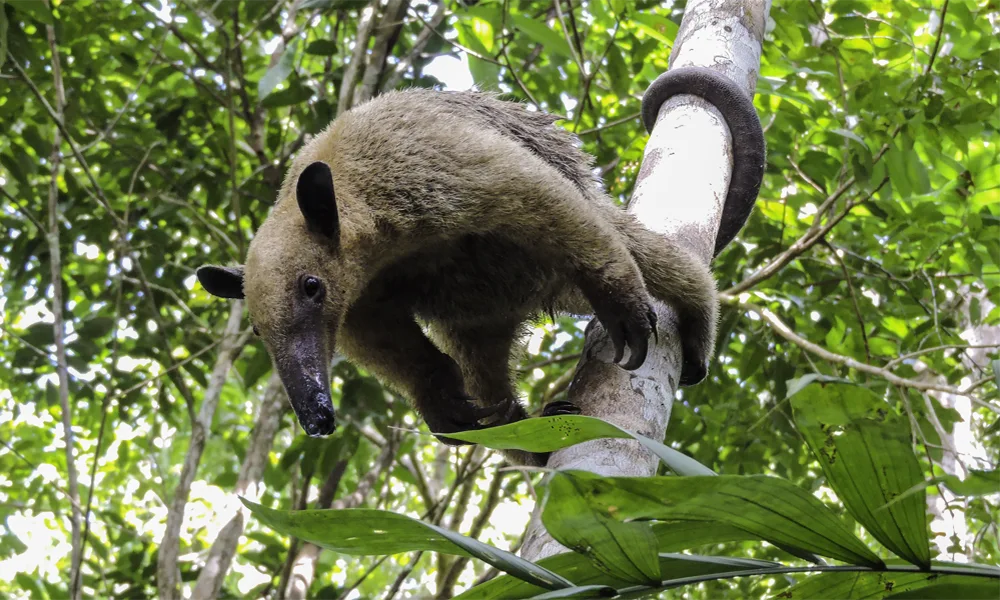 Reserva Tamshiyacu – 4 dias/3 noites | Floresta Amazônica